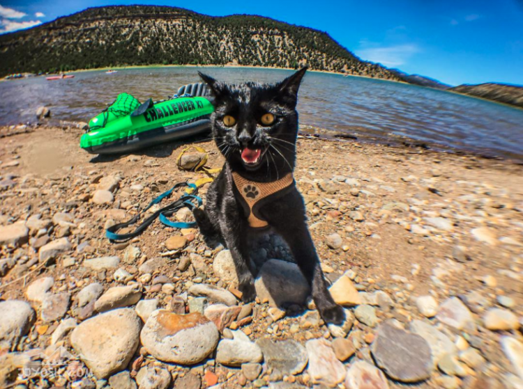 Simón el gato escalador (Intagram)