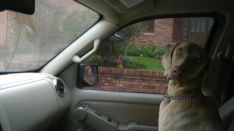 Lo que debes evitar al tener un perro perro en coche