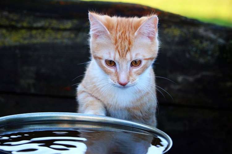 ¿Por qué los gatos odian el agua? 
