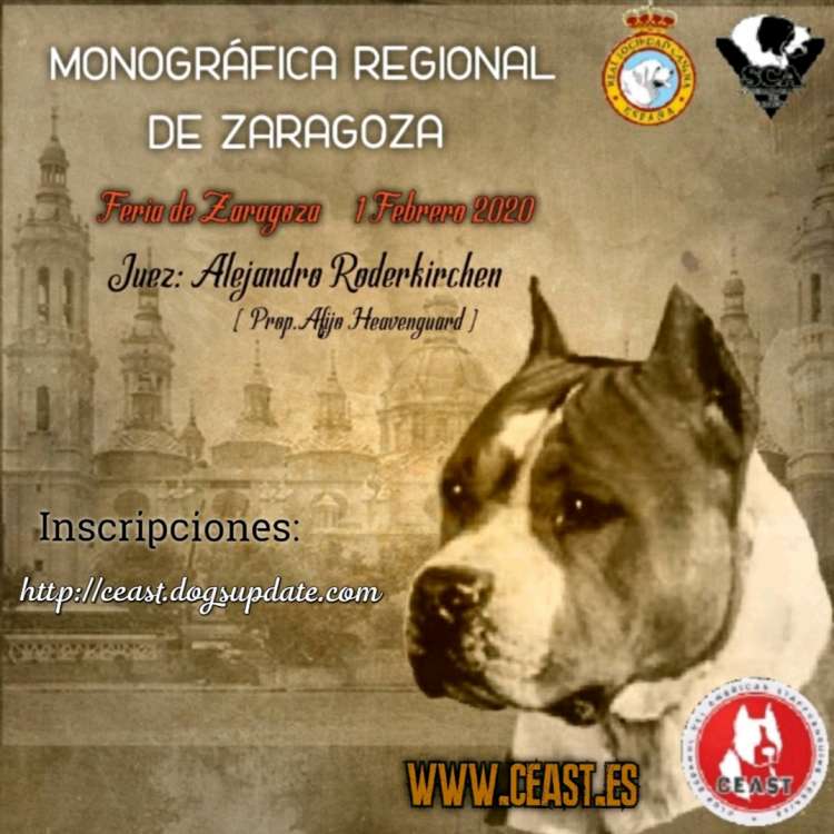 Belleza. MONOGRÁFICA REGIONAL DEL AMERICAN STAFFORDSHIRE TERRIER (Zaragoza   España)