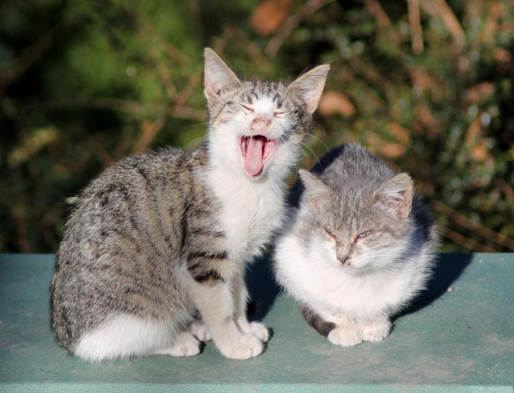 ProGat Níjar trabaja para cuidar y proteger a las colonias de gatos callejeros.