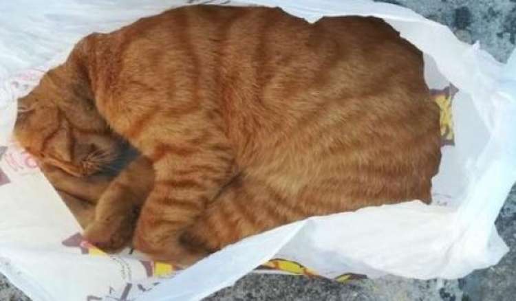 El gato ahorcado  dentro de una bolsa de plástico (DP)