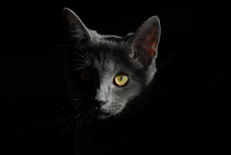 Un gato gris
