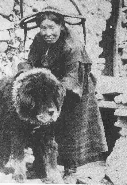 Dogo del Tibet. Foto historica
