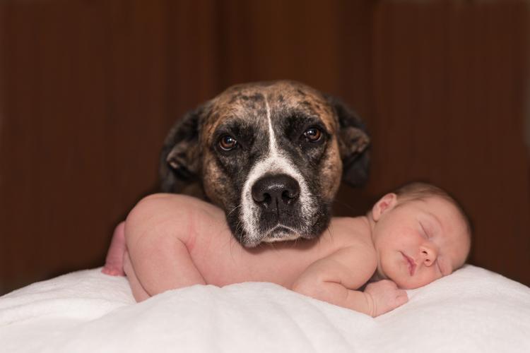 Nuevo bebé: cómo preparar a tu perro perro y bebé