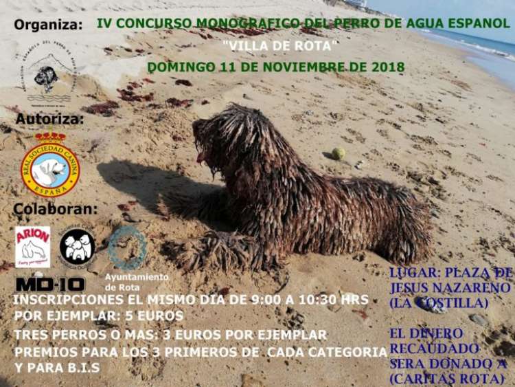 Belleza. IV Concurso Monográfico del Perro de Agua Español en Villa de Rota (Cádiz   España)