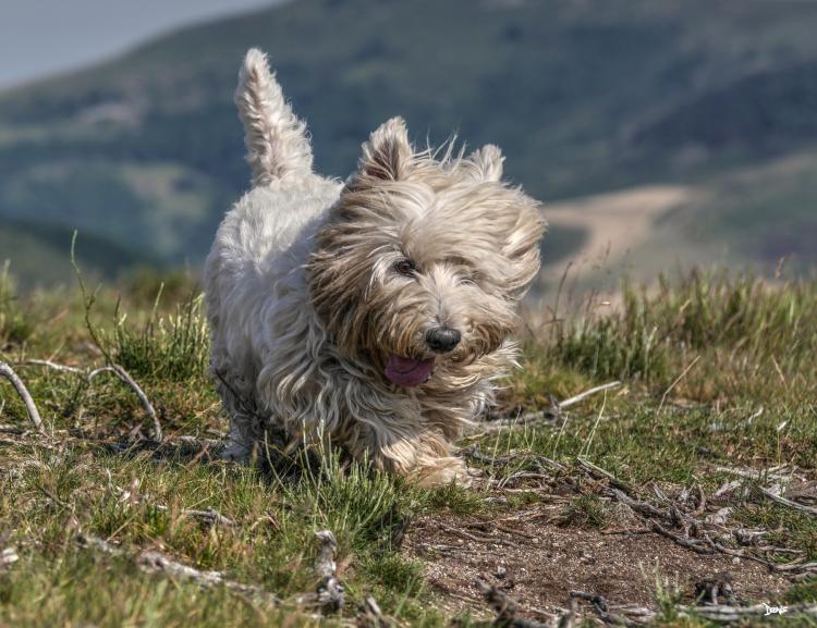 West Highland White Terrier sucio