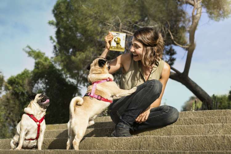 ¿PUEDEN PADECER LOS PERROS ALZHÉIMER