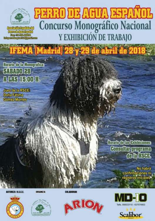 Belleza. Concurso Monográfico Nacional y Exhibición de Trabajo del perro de agua Español (Madrid   España)