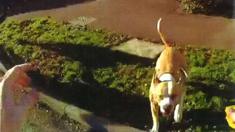 PETSmania - El perro que atacó al policía (Foto Metropolitan Police)
