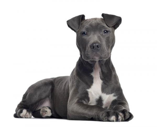 American Staffordshire Terrier. 