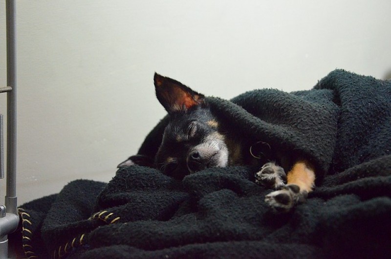 ¿Compartir cama con tu mascota? Chihuahueño.