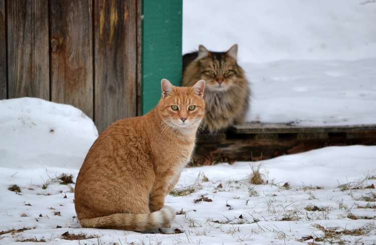 Gatos en la nieve.