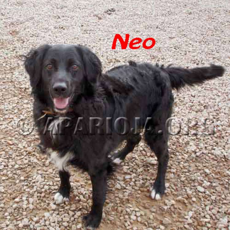 Neo.