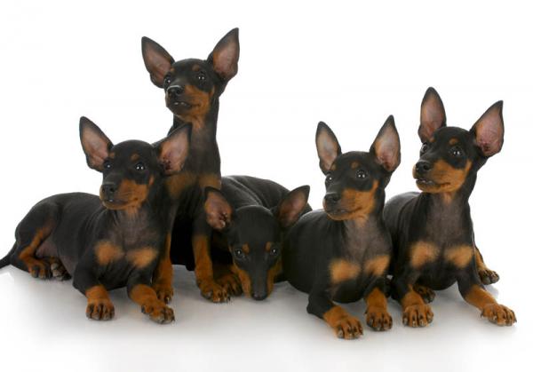 PETSmania - Toy Manchester Terrier. 