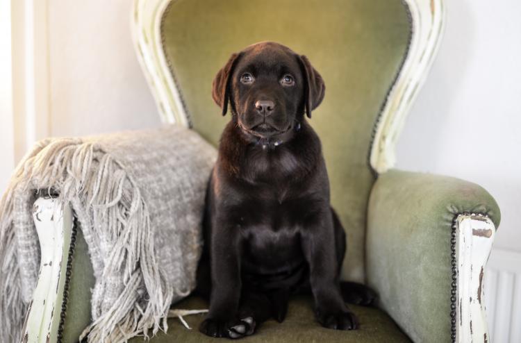 PETSmania - Cachorro de Labrador Retriever color negro sentado
