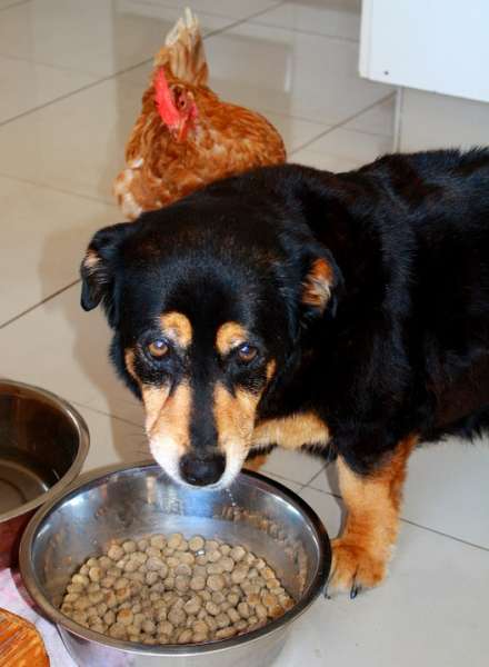 Para los perros con dermatitis debes saber elegir el mejor pienso Perro comiendo