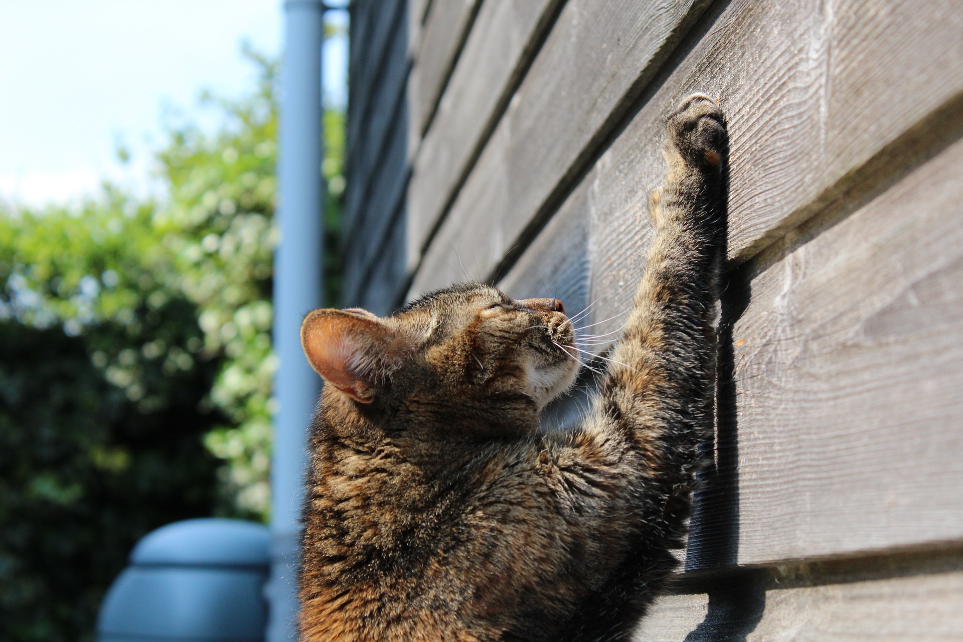 Gato arañando