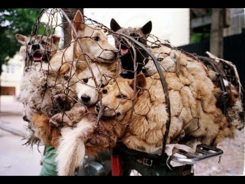 PETSmania - Activistas piden que se prohíba el festival anual de carne de perro celebrado en China.