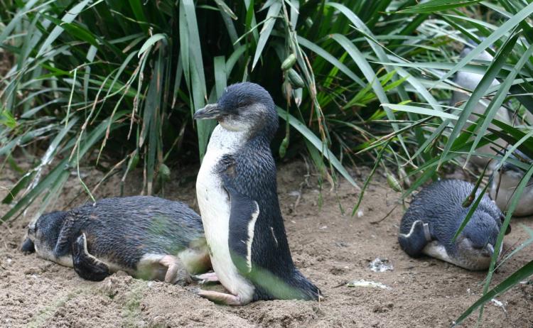 Un senador australiano proponer acabar con los perros que ataquen a los pingüinos de la costa de Tasmania.