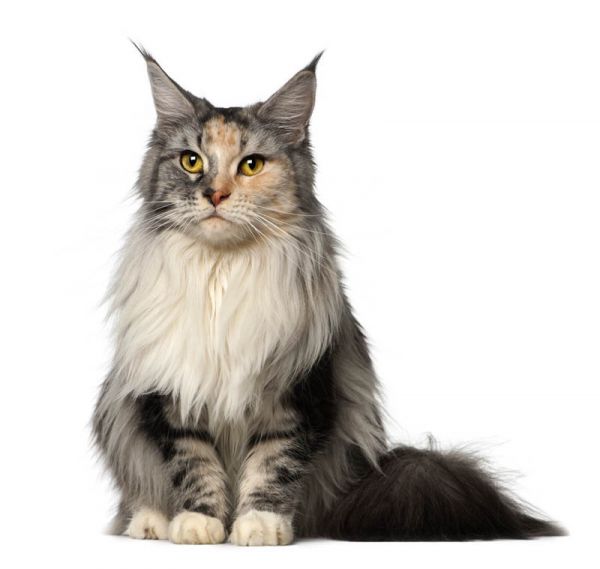 Maine Coon. 