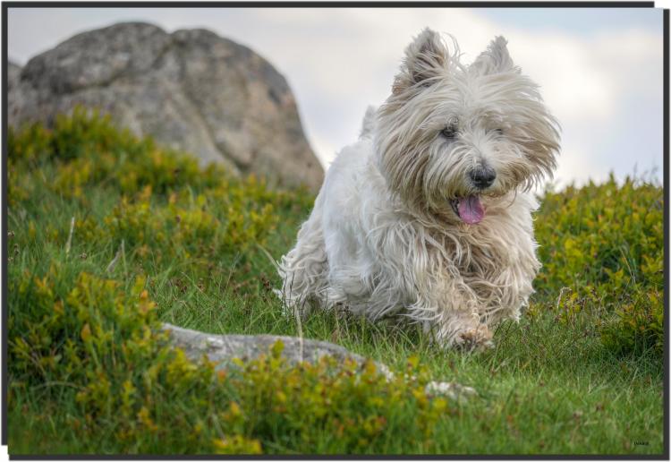 West Highland White Terrier corriendo
