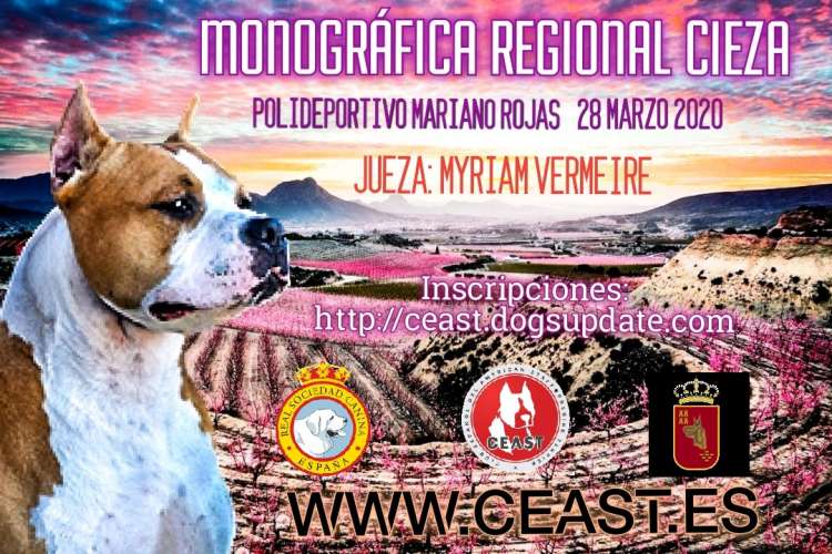 American Staffordshire Terrier. Belleza. MONOGRÁFICA REGIONAL CIEZA DEL AMERICAN STAFFORSHIRE TERRIER (Murcia   España)