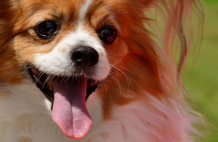 El cuello de pollo ha sido recomendado a los dueños de mascotas para la salud dental  especialmente para razas de perros más pequeñas.