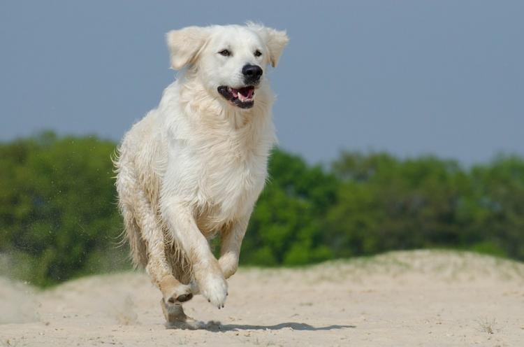 Perro labrador retriever corriendo por la playa