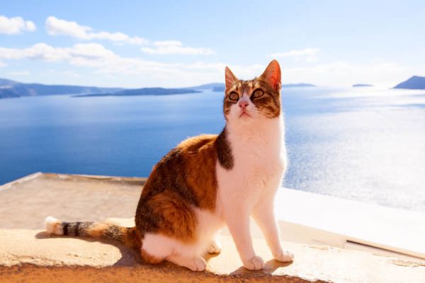PETSmania - Gato Egeo en las islas griegas