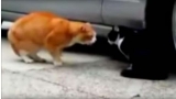 Supuesta infidelidad de gatos (You Tube)