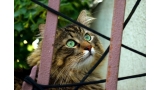 Gato mirando al cielo