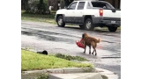 Otis  el perro que ha motivado a los damnificados en Texas