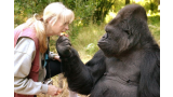 Koko  con su maestra y amiga de toda la vida  la Dra. Francine Patterson. (Cortesía de Koko.org The Gorilla Foundation)