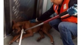 Boxer rescatado por personal del Metro de México