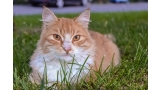 Gato en la grama