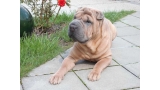 Perro de raza shar pei