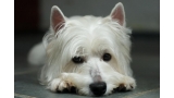 West Highland White Terrier aburrido