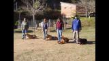 Rhodesian Ridgeback. EL CARACTER DEL Rhodesian Ridgeback