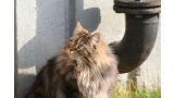 Maine Coon