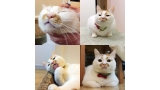 Lou Lou el gato famoso de Internet ha fallecido (FOTO  Weibo)
