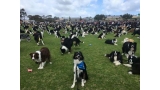 En Willaston Oval se reunieron 576 border collies (Imagen BCOSA World Record Attempt)