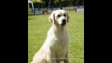 Golden Retriever. VALDELESABEYES