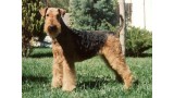 Airedale Terrier. S´arraco Candida Carmela (Sasa)