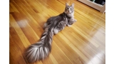 Gato con la cola más larga del mundo (Foto El Carabobeño)