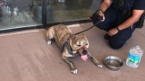 Pit Bull rescaado por la policía en Florida