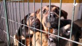 La asociación Justicia Animal lucha contra las perreras municipales que no ejercen una gestión responsable.