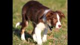 Border Collie. Destiny Red, foto gentileza de Émilie