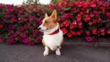 Loki  el corgi inglés más famoso de las redes sociales