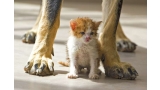 Gatito junto a un perro